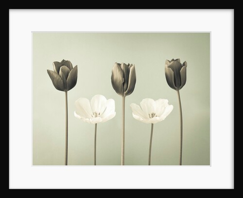 Tulip flowers in a row by Assaf Frank